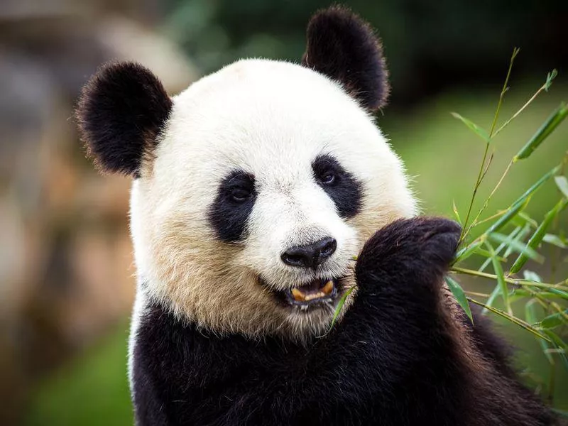 Panda Bear