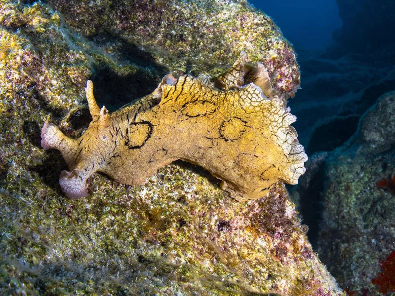 Sea Hare