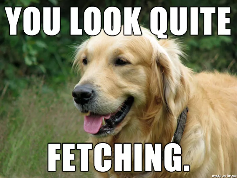 Golden retriever meme