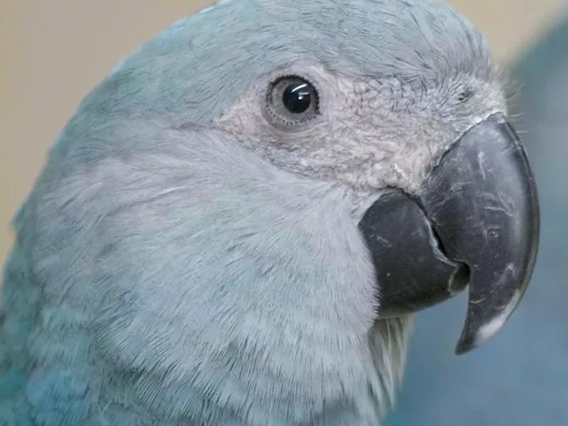 A close-up of the rare Spix's Macaw