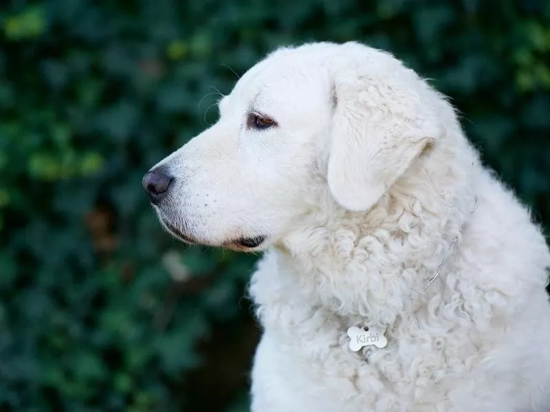 Kuvasz