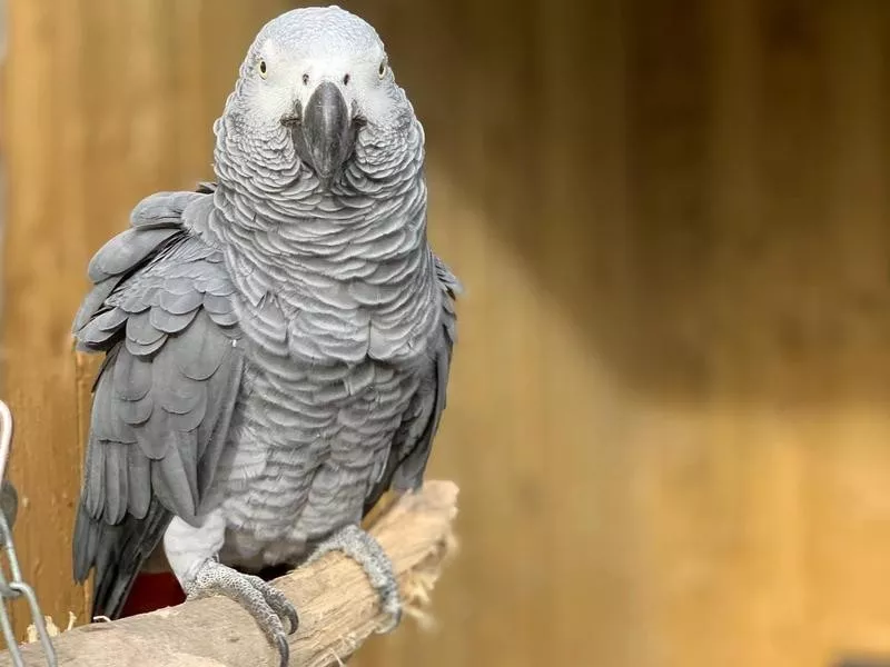 African Grey Parrot