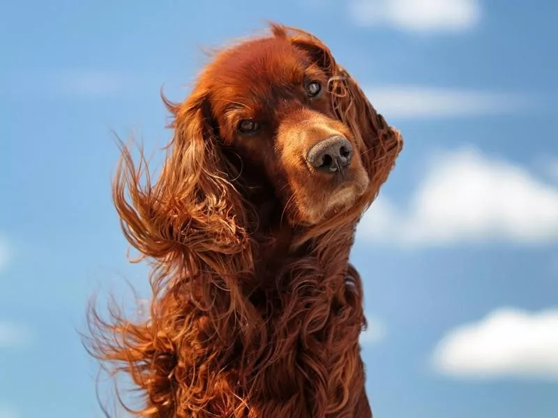 Irish Setter