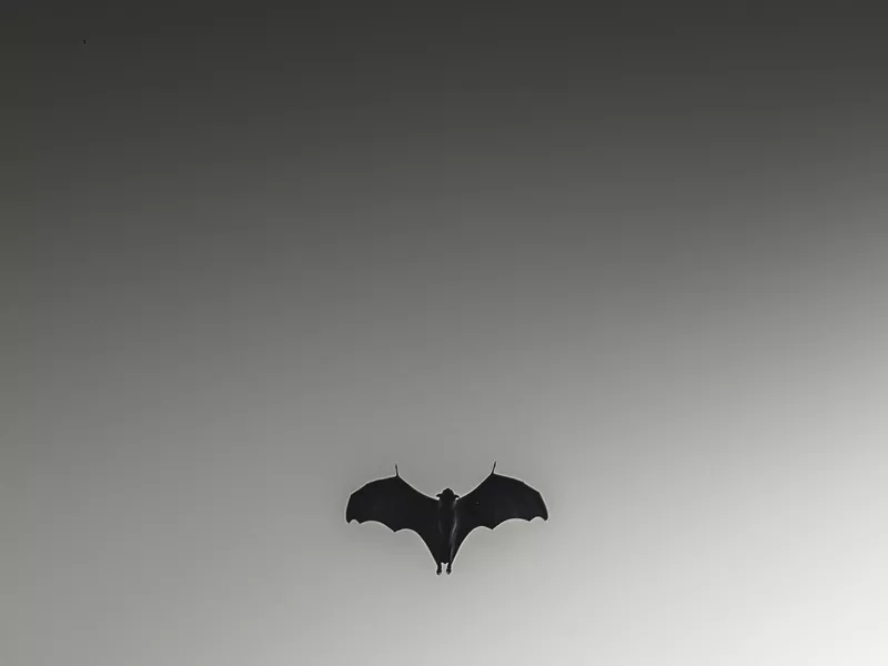 Bat