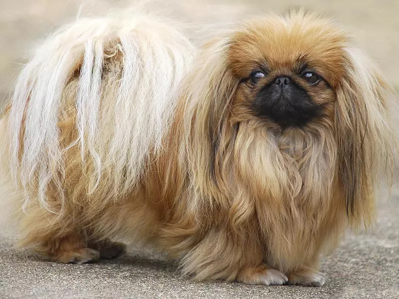 pekingese