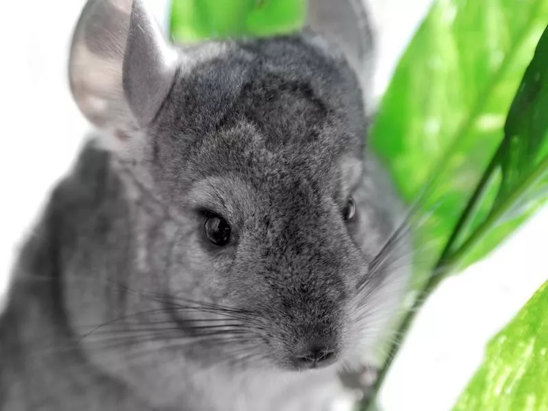 Chinchilla