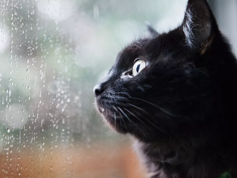 Cat looking out a window