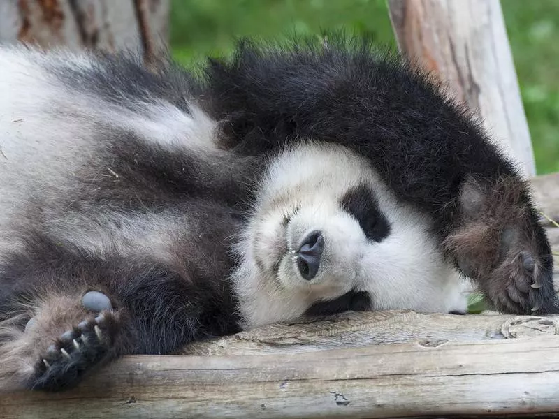 Cute panda sleeping