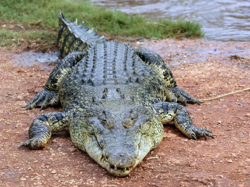 Saltwater Crocodile