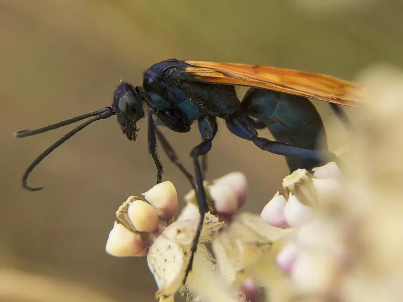 Tarantula Hawk