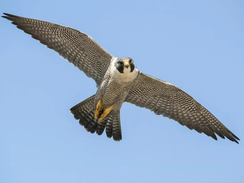 Peregrine falcon in flight