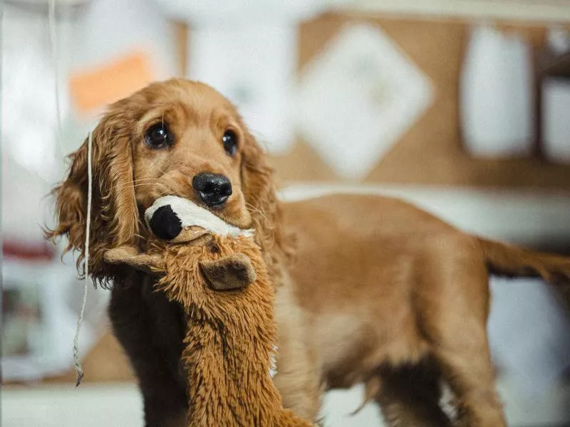 Cocker spaniel