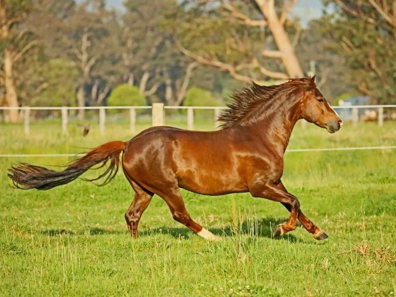 Morgan Horse