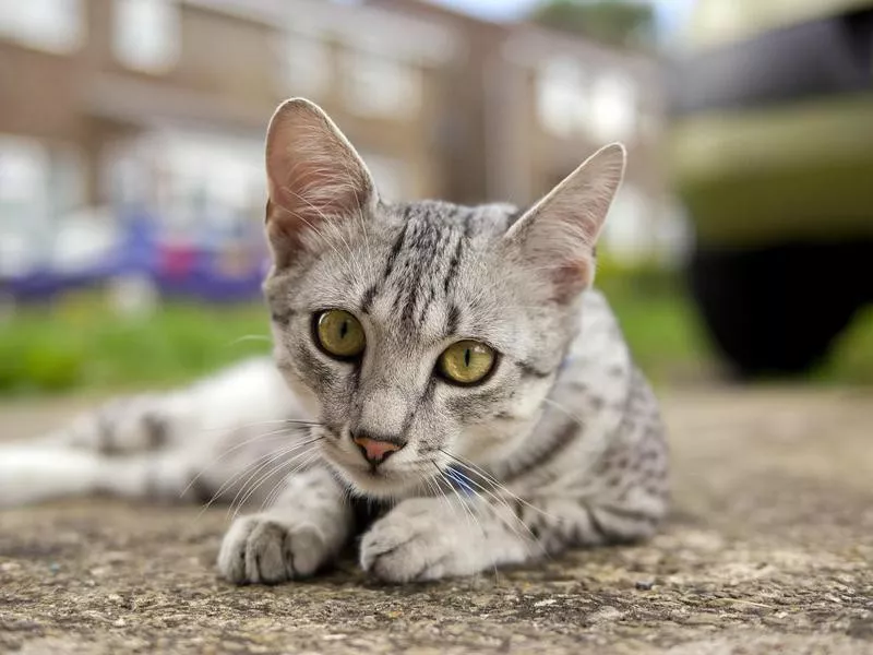 Egyptian Mau