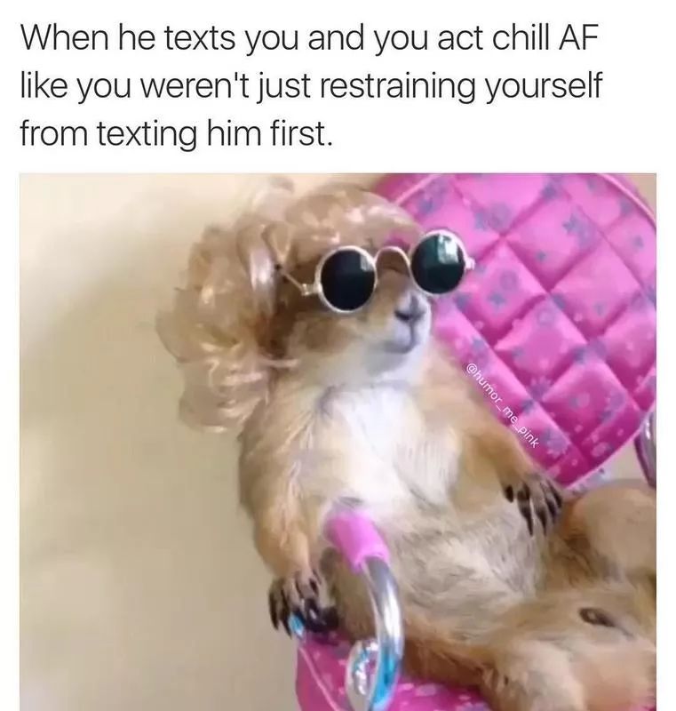 Funny animal wearing sunglasses