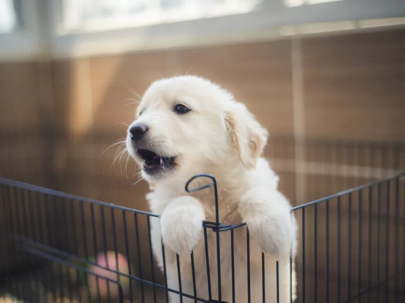 Golden Retriever puppy