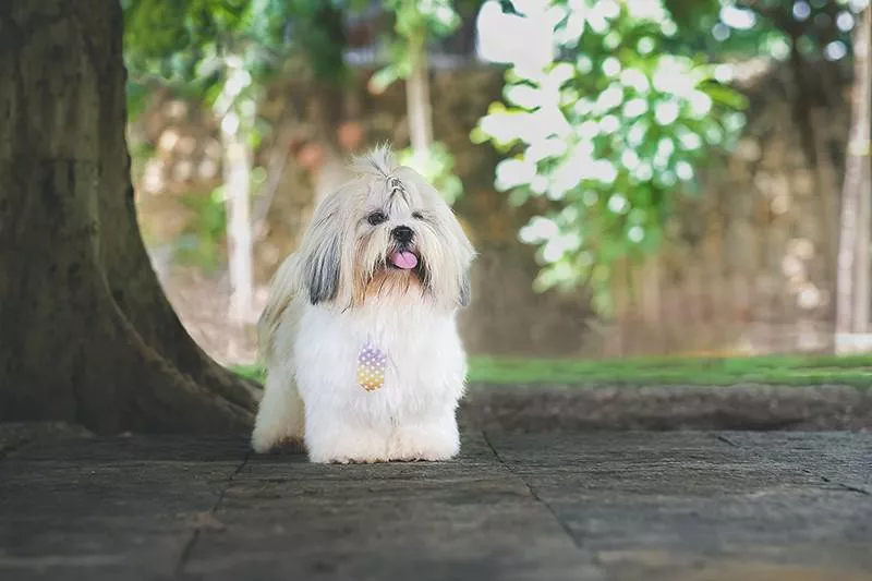 Shih Tzu walking