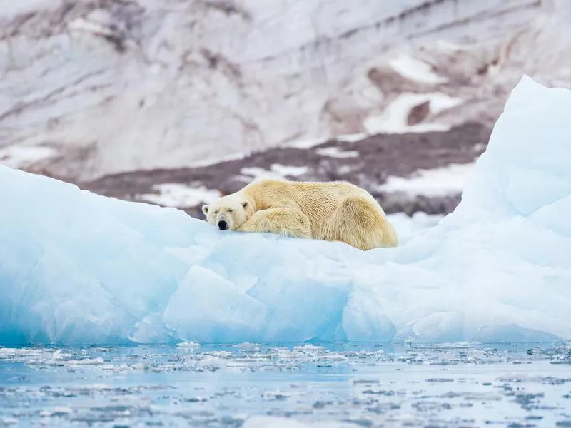 Polar bear on an iceberg