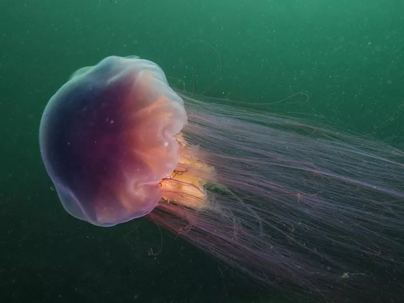 Lion's Mane Jellyfish