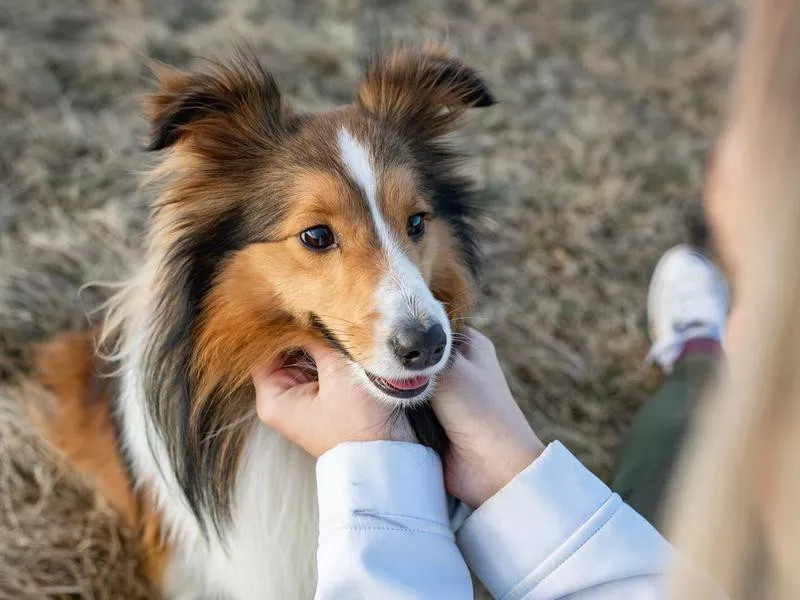 Sheltie