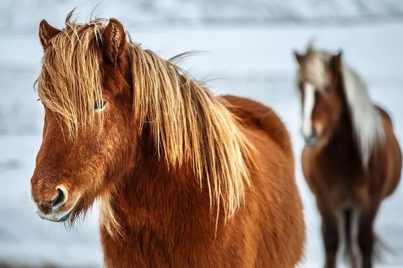 icelandic horses