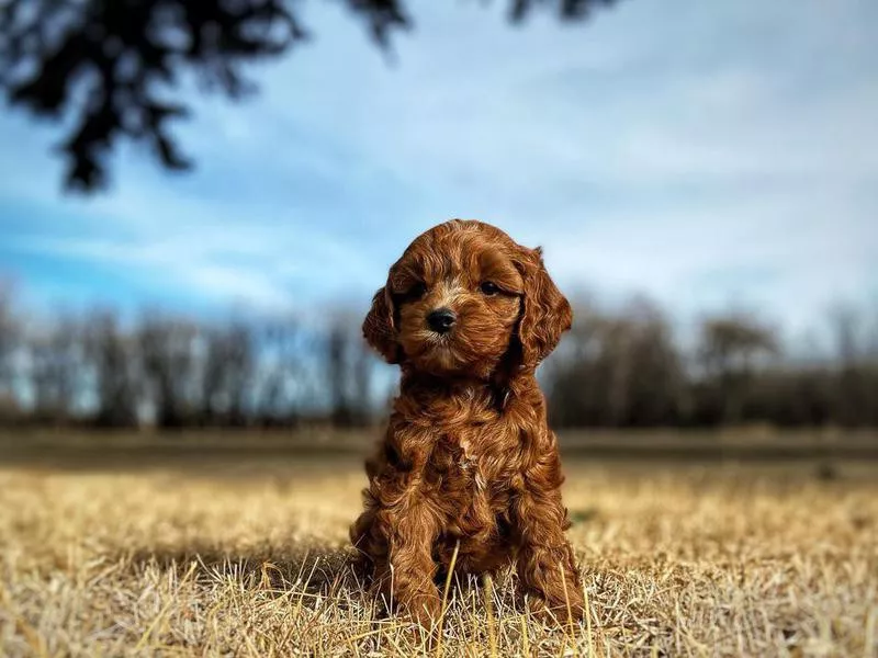 Miniature Australian Labradoodle Puppy