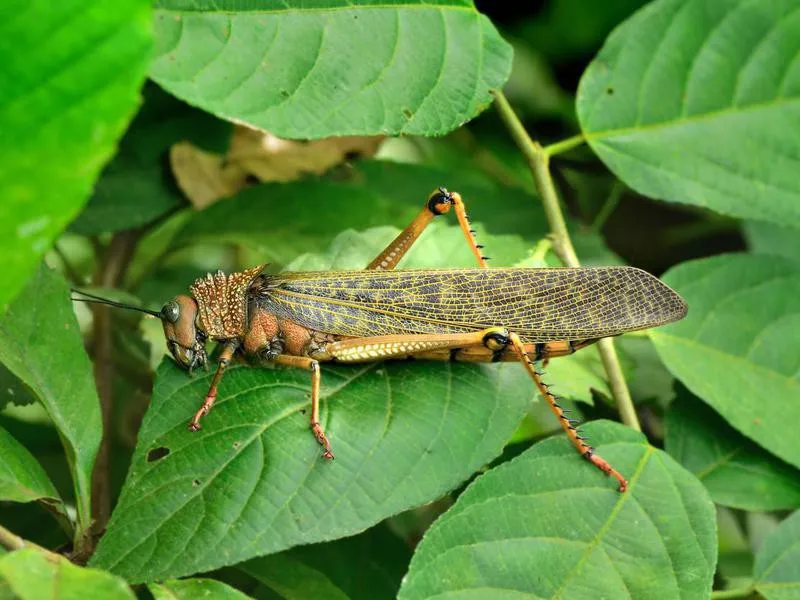 Tropidacris Grasshopper