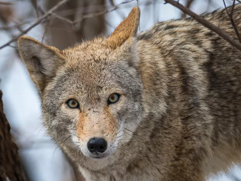 coyote along the mississippi river