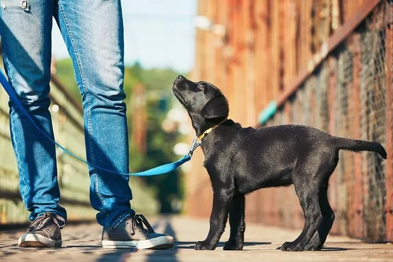 Labrador Retriever