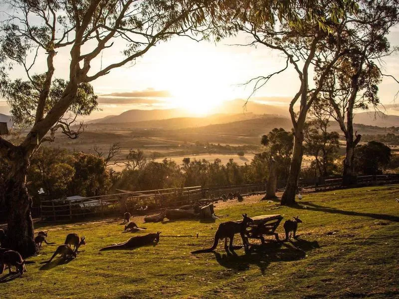 Bonorong Wildlife Sanctuary