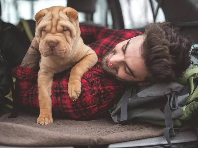 Shar-Pei