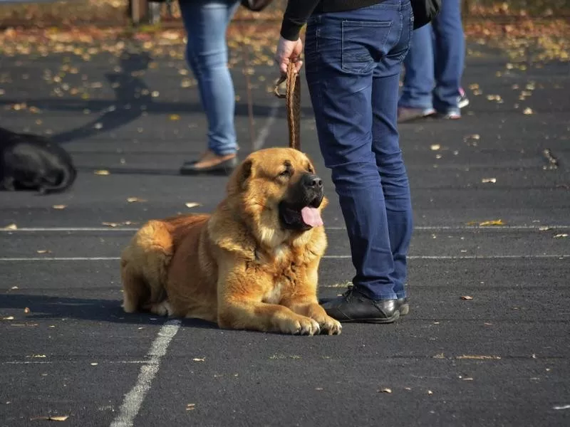 Caucasian Shepherd