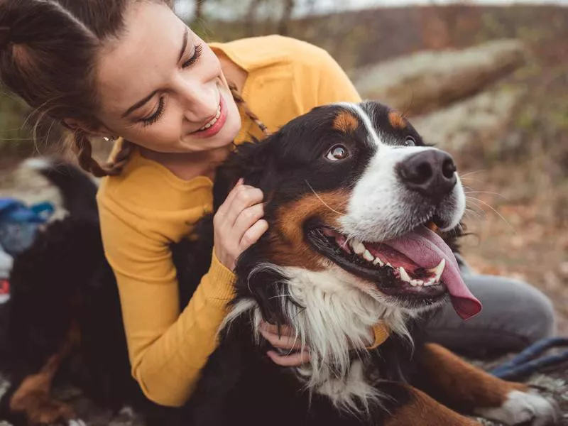 Bernese Mountain Dog