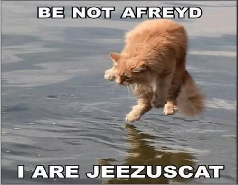 Cat walking on water