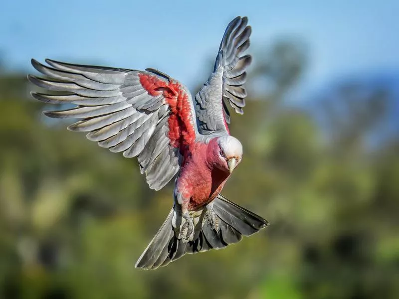 Galah Cockatoo