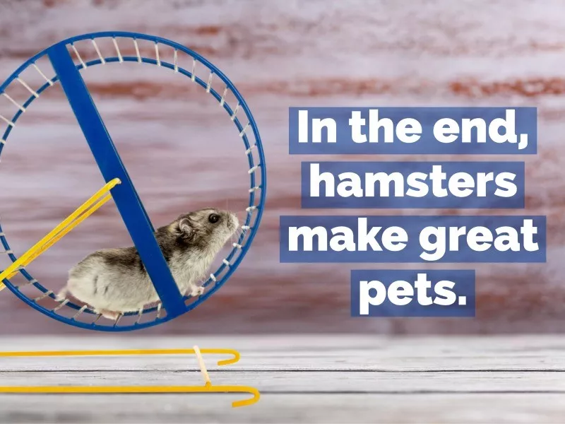 hamster