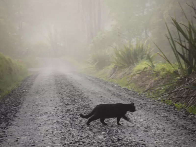 black cat crossing