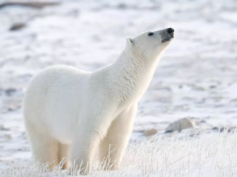 Sniffing Polar Bear