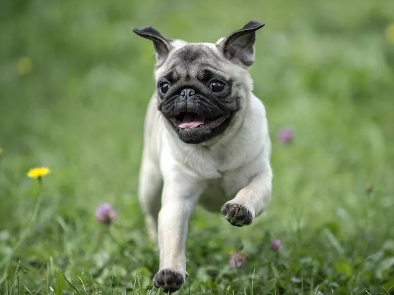 Happy pug