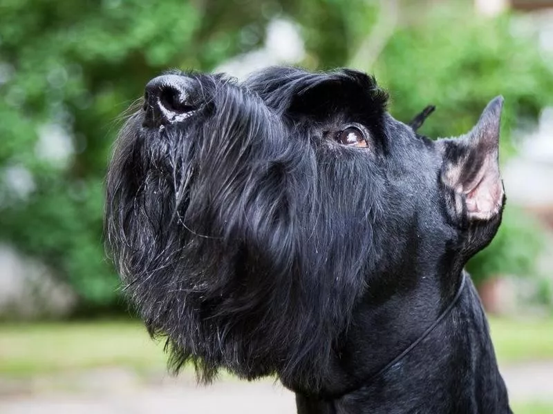 Giant Schnauzer