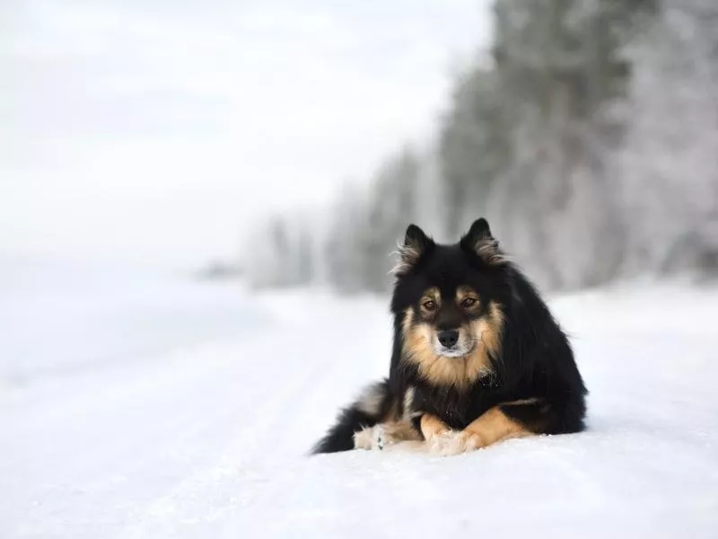 Finnish Lapphund