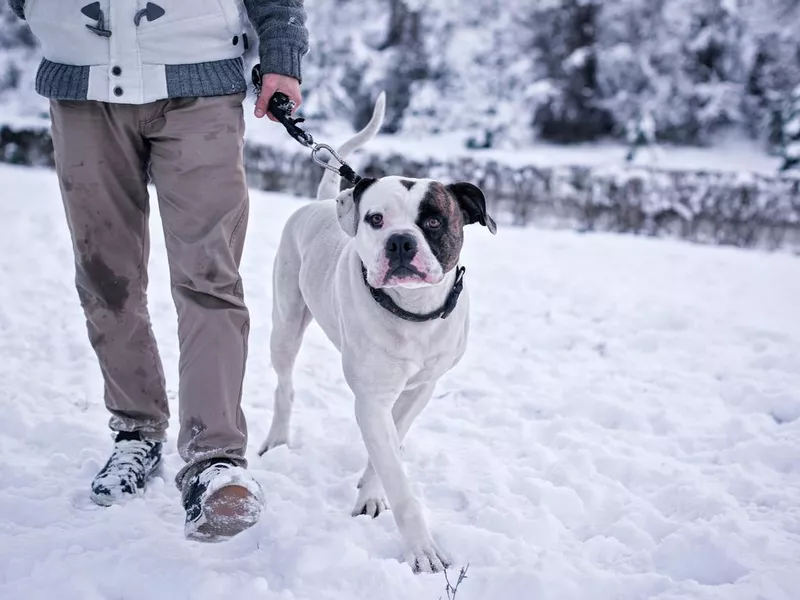 American Bulldog Walking