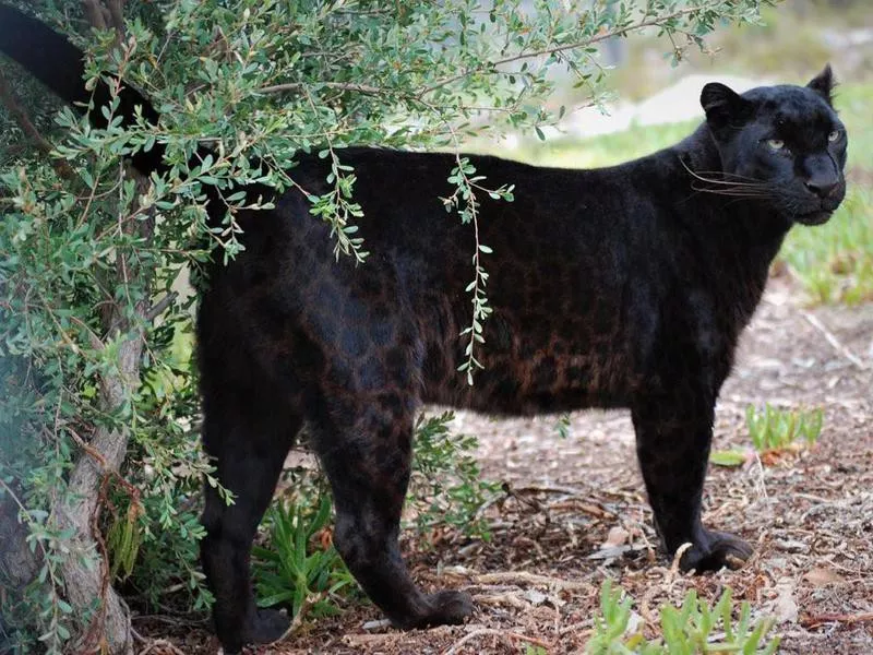 Panthera Africa Big Cat Sanctuary