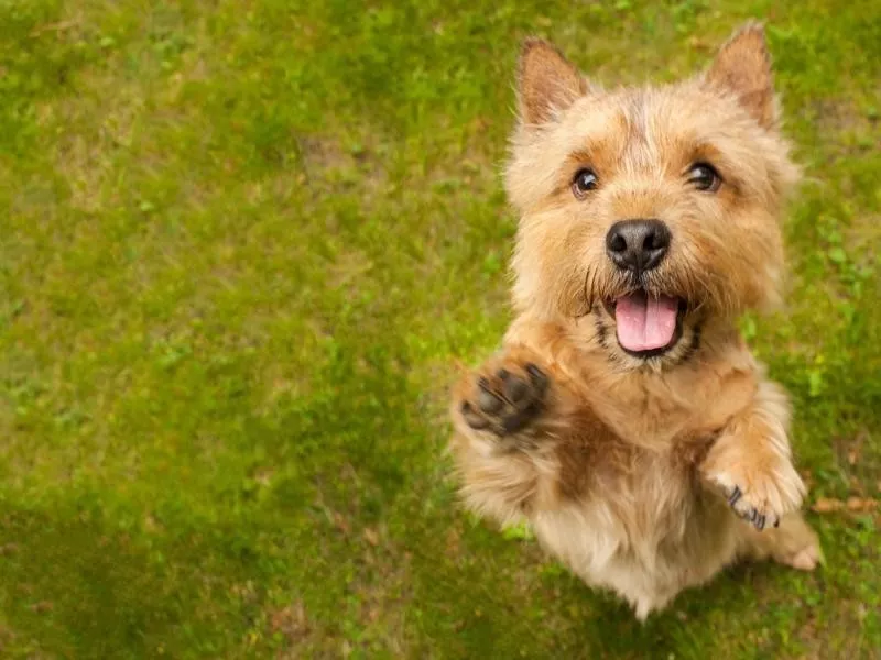 Norwich Terrier