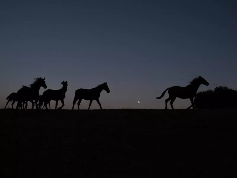 Moon with horses