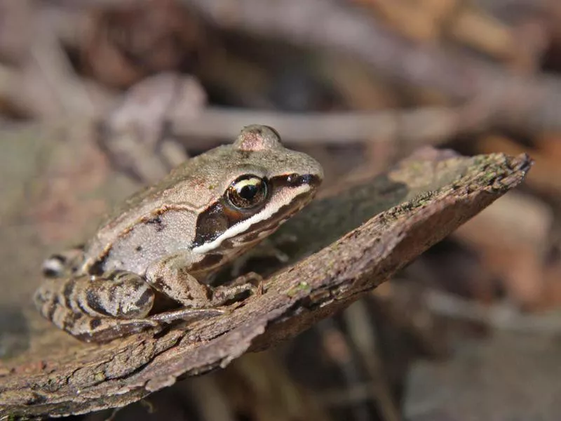 Wood Frog