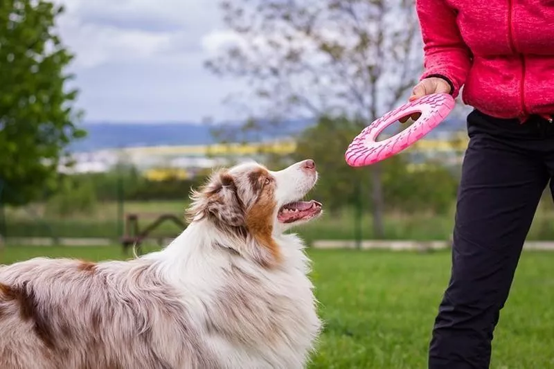 Australian Shepherd