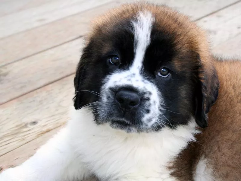 Saint Bernard puppy