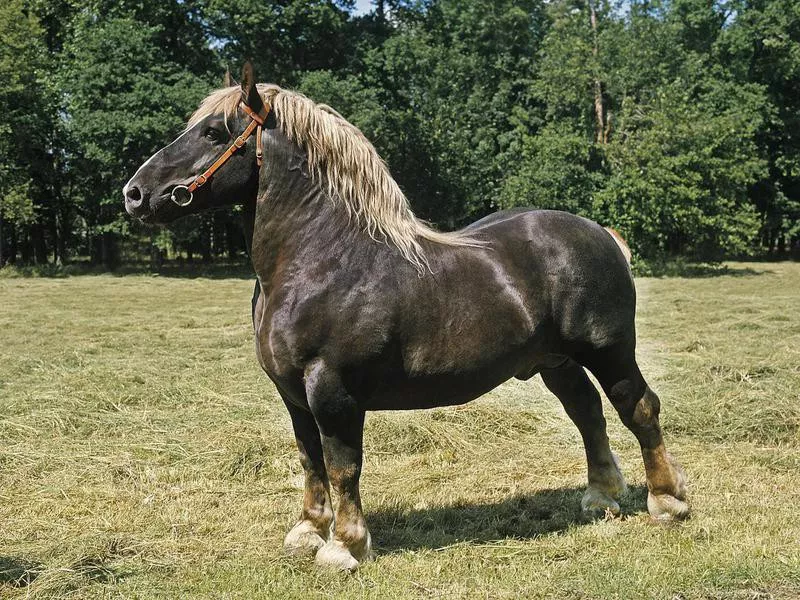 Percheron