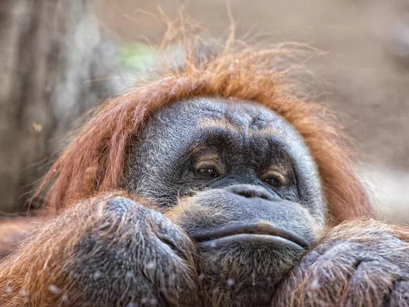 orangutan monkey close up portrait